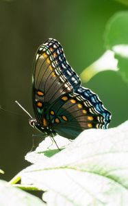 Preview wallpaper butterfly, tropical, wings, insect, leaves