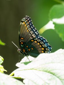 Preview wallpaper butterfly, tropical, wings, insect, leaves