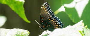 Preview wallpaper butterfly, tropical, wings, insect, leaves