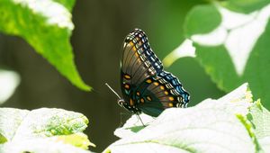 Preview wallpaper butterfly, tropical, wings, insect, leaves