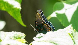 Preview wallpaper butterfly, tropical, wings, insect, leaves