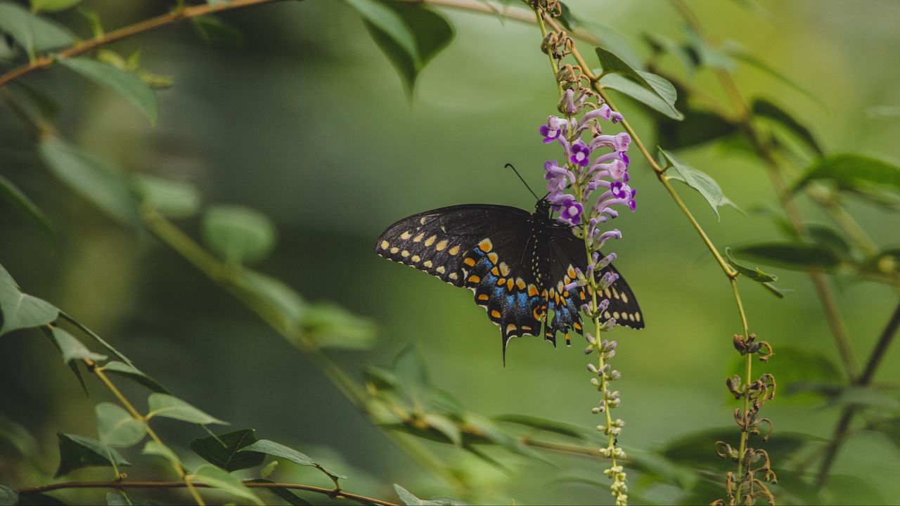 Wallpaper butterfly, tropical, wings, pattern, flowers