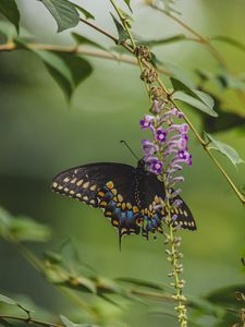 Preview wallpaper butterfly, tropical, wings, pattern, flowers