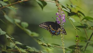 Preview wallpaper butterfly, tropical, wings, pattern, flowers