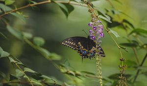 Preview wallpaper butterfly, tropical, wings, pattern, flowers