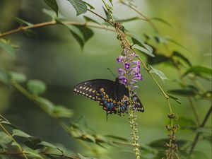 Preview wallpaper butterfly, tropical, wings, pattern, flowers