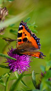 Preview wallpaper butterfly urticaria, butterfly, wings, cornflower