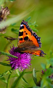 Preview wallpaper butterfly urticaria, butterfly, wings, cornflower