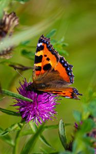 Preview wallpaper butterfly urticaria, butterfly, wings, cornflower