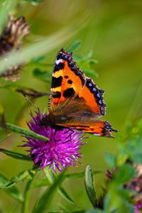 Preview wallpaper butterfly urticaria, butterfly, wings, cornflower