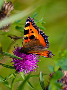 Preview wallpaper butterfly urticaria, butterfly, wings, cornflower