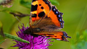 Preview wallpaper butterfly urticaria, butterfly, wings, cornflower