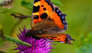 Preview wallpaper butterfly urticaria, butterfly, wings, cornflower