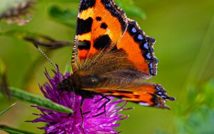 Preview wallpaper butterfly urticaria, butterfly, wings, cornflower