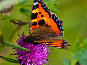 Preview wallpaper butterfly urticaria, butterfly, wings, cornflower