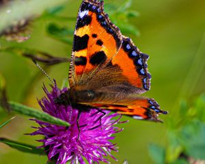 Preview wallpaper butterfly urticaria, butterfly, wings, cornflower