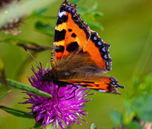 Preview wallpaper butterfly urticaria, butterfly, wings, cornflower