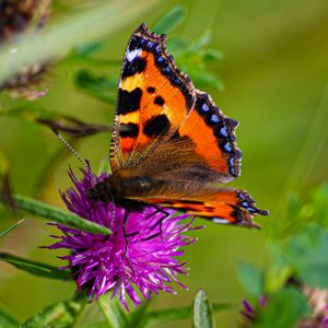 Preview wallpaper butterfly urticaria, butterfly, wings, cornflower