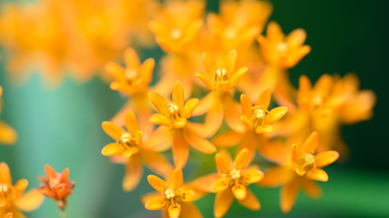 Wallpaper butterfly weed, flowers, petals, orange