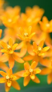 Preview wallpaper butterfly weed, flowers, petals, orange