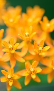 Preview wallpaper butterfly weed, flowers, petals, orange