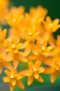 Preview wallpaper butterfly weed, flowers, petals, orange