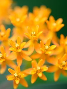 Preview wallpaper butterfly weed, flowers, petals, orange