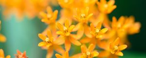Preview wallpaper butterfly weed, flowers, petals, orange