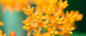 Preview wallpaper butterfly weed, flowers, petals, orange