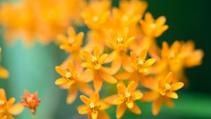 Preview wallpaper butterfly weed, flowers, petals, orange