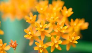 Preview wallpaper butterfly weed, flowers, petals, orange