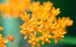 Preview wallpaper butterfly weed, flowers, petals, orange