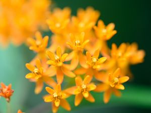 Preview wallpaper butterfly weed, flowers, petals, orange
