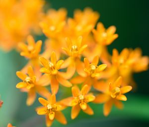 Preview wallpaper butterfly weed, flowers, petals, orange