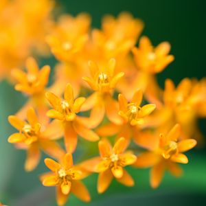 Preview wallpaper butterfly weed, flowers, petals, orange