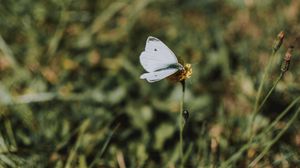 Preview wallpaper butterfly, white, flower, macro