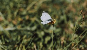 Preview wallpaper butterfly, white, flower, macro