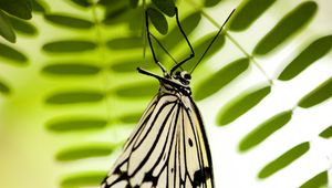 Preview wallpaper butterfly, white, insect, macro