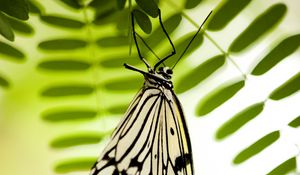 Preview wallpaper butterfly, white, insect, macro