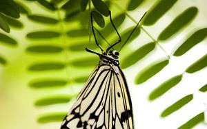 Preview wallpaper butterfly, white, insect, macro