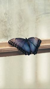 Preview wallpaper butterfly, window, wings, patterns, frame
