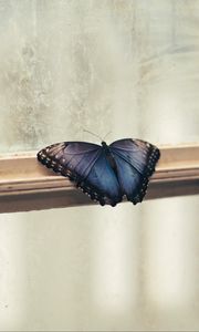 Preview wallpaper butterfly, window, wings, patterns, frame