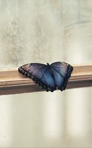 Preview wallpaper butterfly, window, wings, patterns, frame