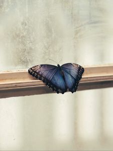 Preview wallpaper butterfly, window, wings, patterns, frame