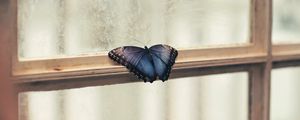 Preview wallpaper butterfly, window, wings, patterns, frame