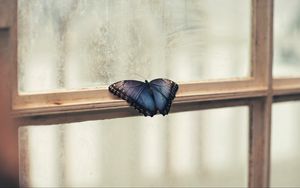 Preview wallpaper butterfly, window, wings, patterns, frame