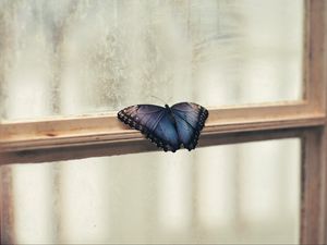 Preview wallpaper butterfly, window, wings, patterns, frame