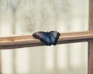 Preview wallpaper butterfly, window, wings, patterns, frame