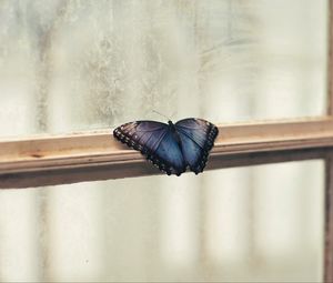 Preview wallpaper butterfly, window, wings, patterns, frame