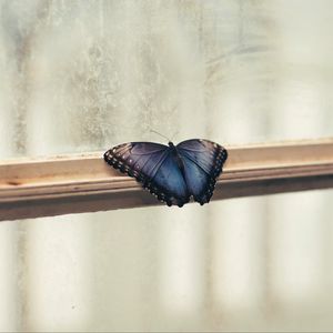 Preview wallpaper butterfly, window, wings, patterns, frame